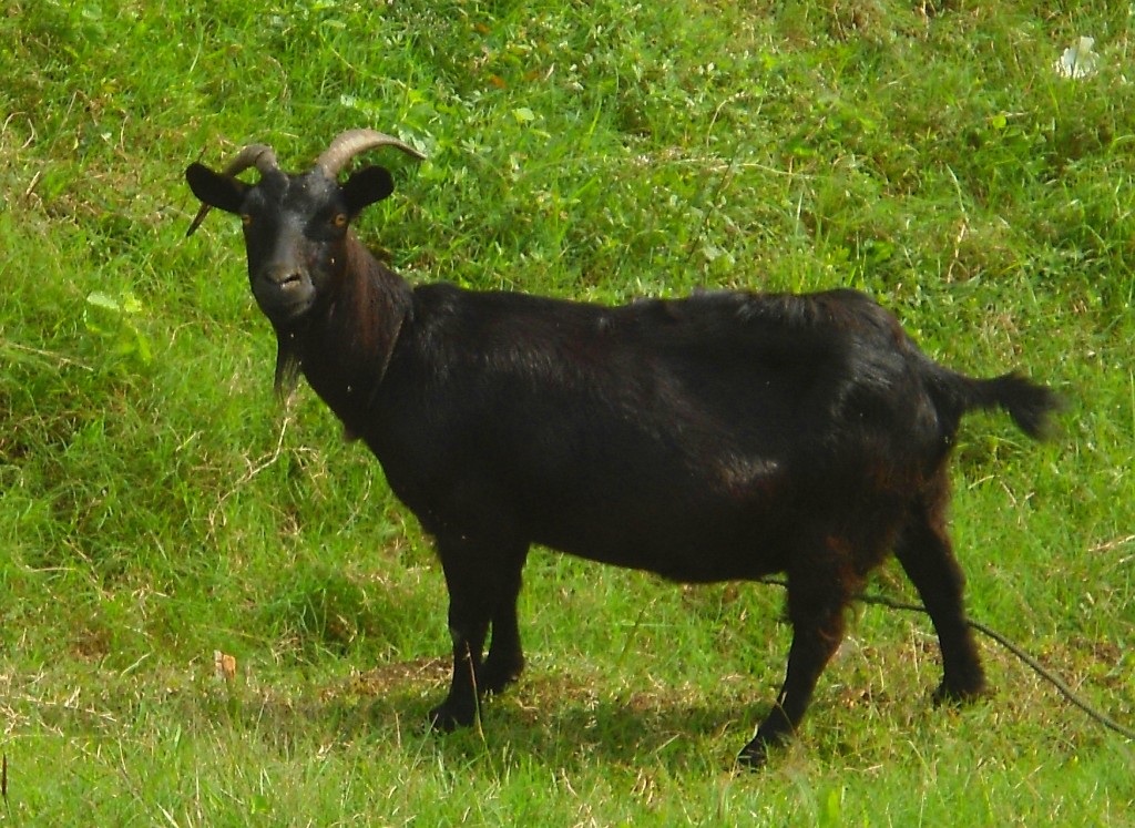 Fair Trade buys goats