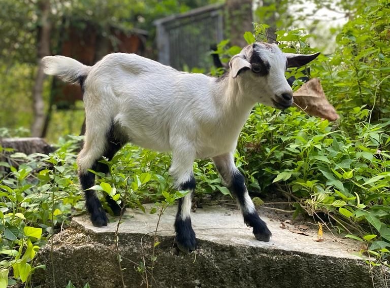 Meet the goats / https://www.crossroads.org.hk/wp-content/uploads/2022/09/WhatsApp-Image-2022-09-16-at-12.06.33-PM.jpeg