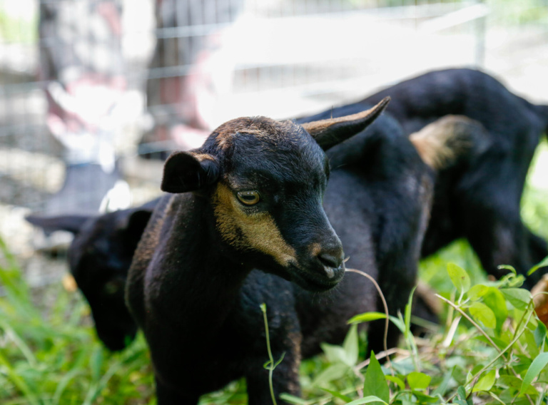 Goats at Crossroads / https://www.crossroads.org.hk/wp-content/uploads/2023/01/RS109438__04C6526-lpr.jpg